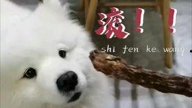 吃瓜娱乐汪,揭秘娱乐圈那些事儿  第2张